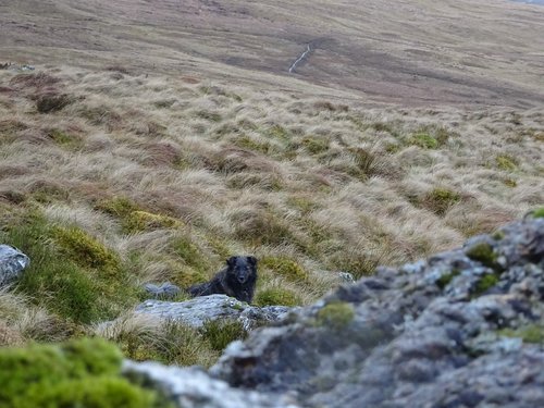 rocks  dog  countryside