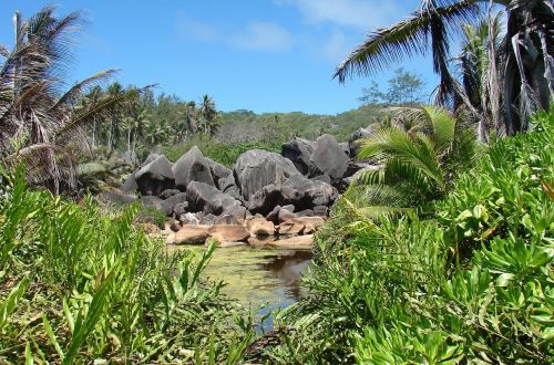 rocks tropic nature