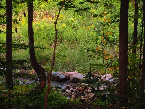 rocks yellow light forest