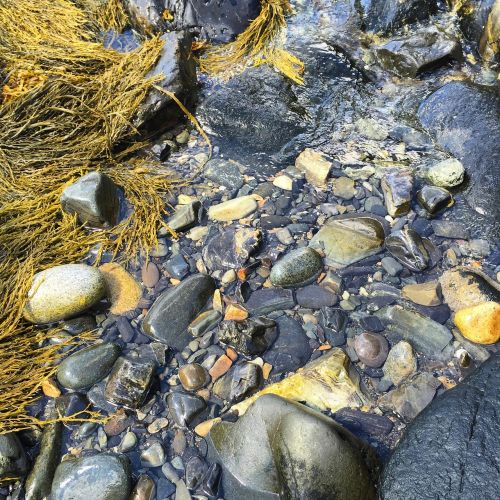 rocks wet seaweed