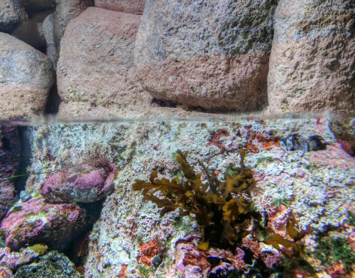 Rocks Above And Below Water