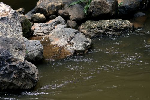 Rocks In Stream