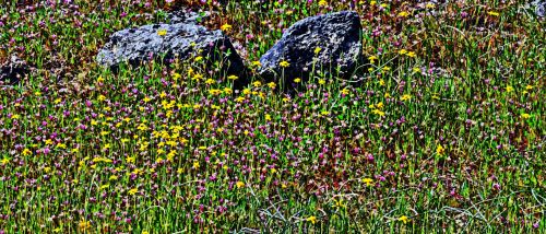 Rocks In Wildflower Field