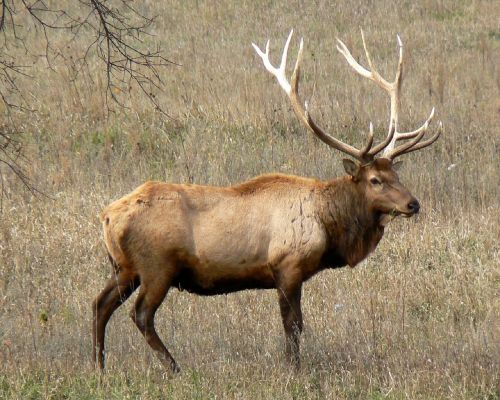 rocky mountain elk bull wildlife