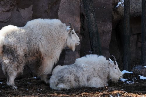 Rocky Mountain Goats