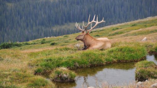 deer rocky mountains america