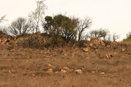 Rocky Outcrop With Vegetation