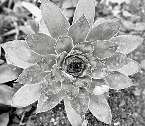 rocky rose  symmetry  flower