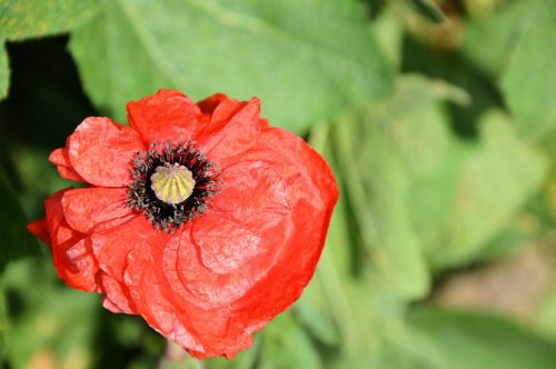 Red Poppy