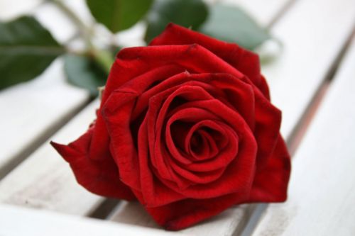 Red Rose