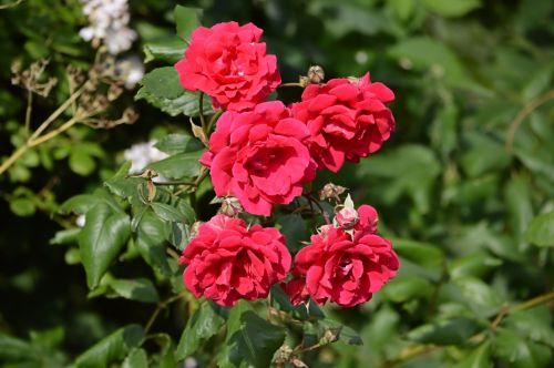 Red Garden Flowers