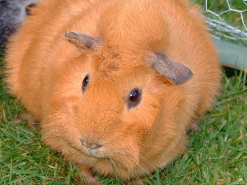 rodent animal guinea pig