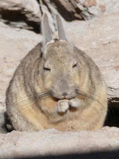 rodent desert bolivia