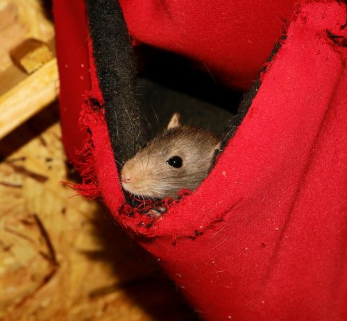 rodent mouse rat