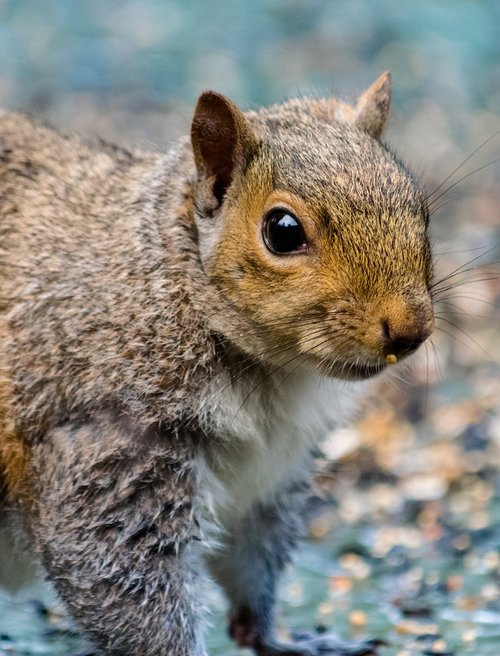 rodent  squirrel  mammal