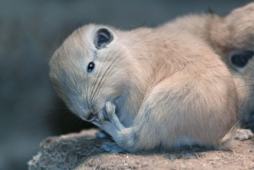 rodent mammal comb finger