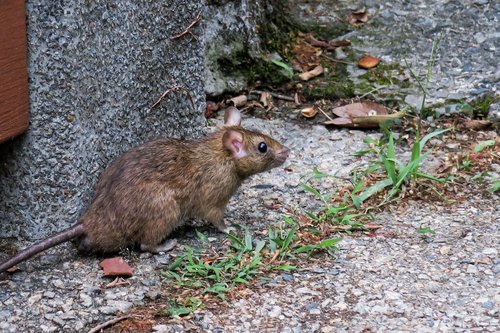 rodents  nature  mammal