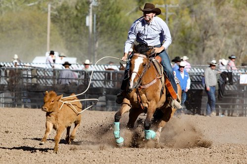 rodeo  horse  barrel