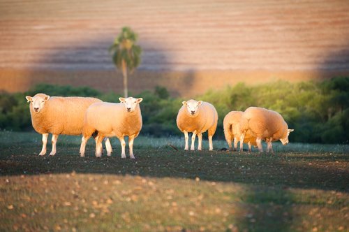 rodeo  farm  rural