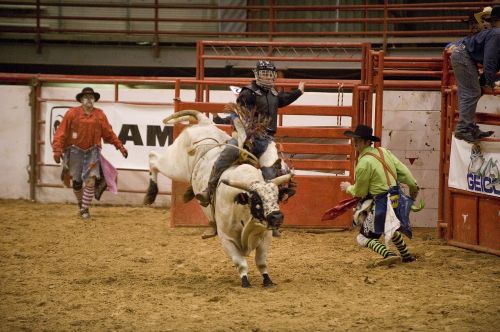rodeo cowboy bull