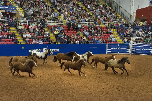 rodeo horses arena