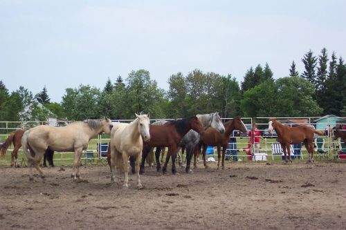 Rodeo Days