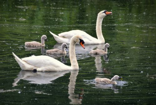 Family Outing