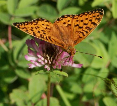 Red Clover With Butterfly