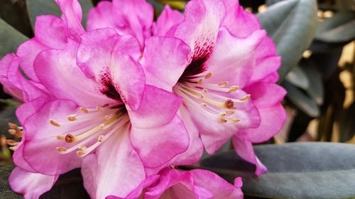 rododedron  flower  flowering