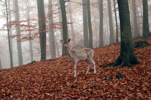 roe deer wild autumn