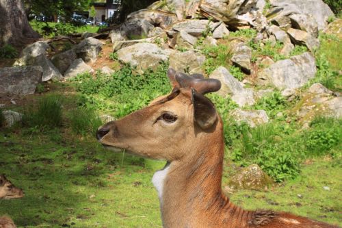 roe deer nature wild