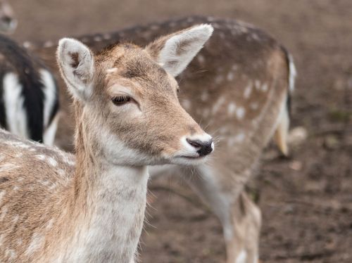 roe deer portrait sweet