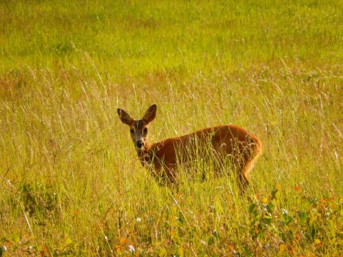 roe deer grass scheu