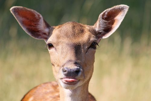 roe deer fallow deer scheu