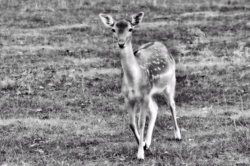 roe deer fawn young deer