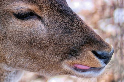 roe deer head mammal