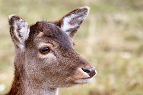 roe deer fallow deer animal portrait