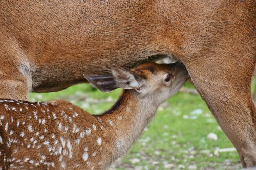 roe deer kitz dam