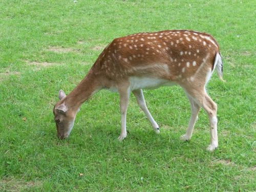 roe deer nature close