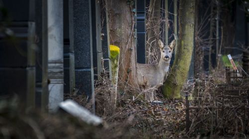 roe deer cemetery nature