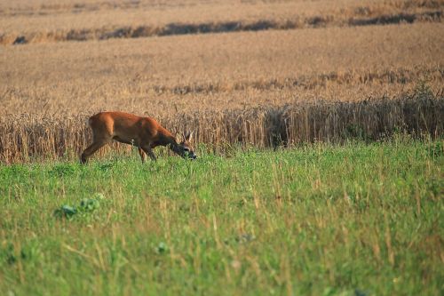 roe deer fallow deer cornfield