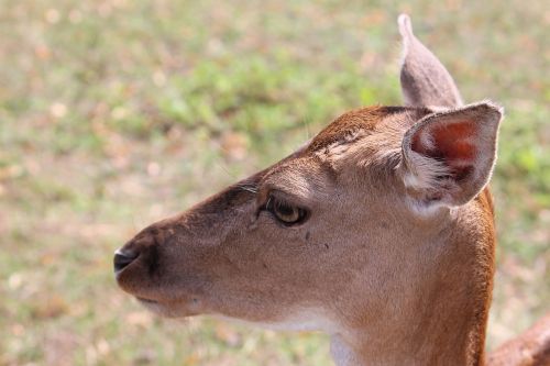 roe deer fallow deer nature