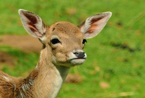 roe deer fawn kitz