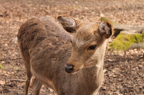 roe deer kitz nature
