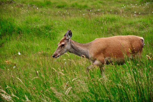 roe deer wild nature