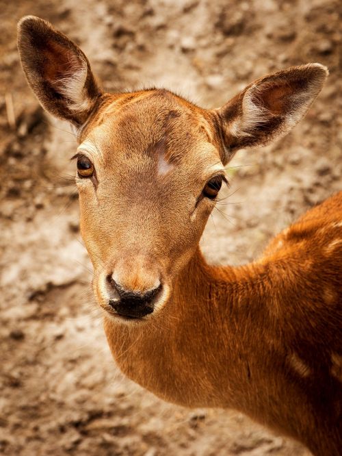 roe deer nature wild