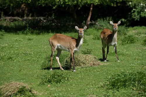 roe deer meadow wild