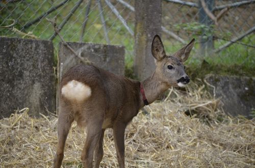 roe deer kitz brown