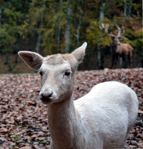 roe deer wild scheu