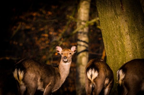 roe deer hirsch red deer